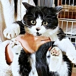 「このままでは妊娠してしまう」…寒い年始に決断した子猫の保護→むっちりボディの“最強末っ子”になるまで