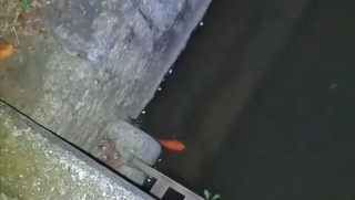 再び姿を現した