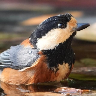 きらきらの瞳が美しいヤマガラさん（画像提供：ぽかりさん）