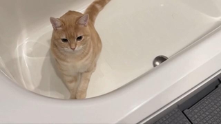 神妙なお顔でバスタブの中で座りこむ子猫さん（画像提供：ぷくりさん）