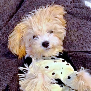 スリスリが止まらないーーボサノヴァちゃんの行動が話題に（画像提供：犬を見てさん）