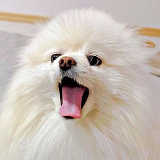 遠吠えするコロ太くんx眠るパパ、思いがけないコラボ動画が話題に（画像提供：コロ太くん）