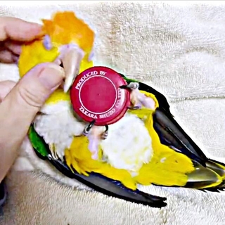まるで赤ちゃん！ 宝物を持って甘えるシロハラインコのポーくん（画像提供：タイラーさん）
