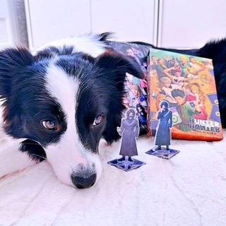 「推し」のアクスタとDVDはレティちゃんの宝物です（画像提供：レティ ボーダーコリーさん）