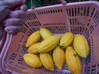 日本で国産カカオを栽培するくらげねこさん（くらげねこさん提供）