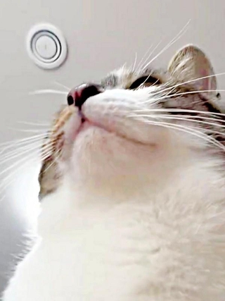 「猫に踏まれる視界」！ 貴重なアングルで撮影したチャイちゃんが話題に（画像提供：nekokawaii1214さん）