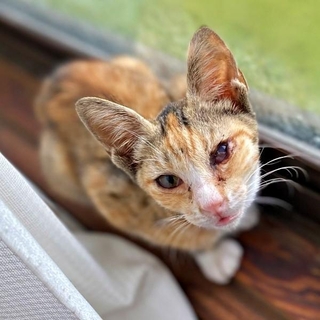 保護直後、ひどく衰弱していたさごしちゃん（画像提供：ネムノキさん）