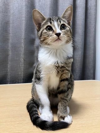 起きている時は「美少女」ですが（画像提供：むぎときびさん）