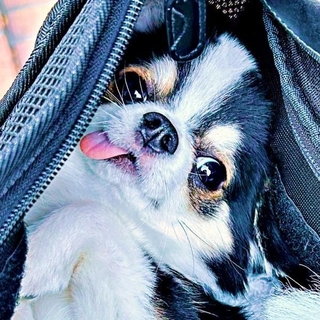 「へそ天」でくつろぐのが大好きなもちょちょちゃん（画像提供：もちょちょ愛してる。さん）