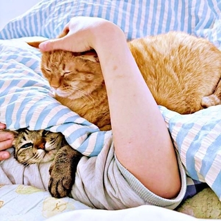 朝の一瞬、「猫バーガー」になったふうかちゃん（左）、すずくん（右）（画像提供：すずつむふうさん）