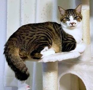 病院に連れていこうとした時の拒否モード姿に……「ドラえもんみたいい！」との声も（画像提供：おかかとそぼろの成長記録さん）