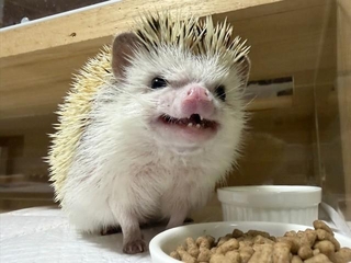 食いしん坊な桃茶丸くん／もぐもぐ風林火山さん（@toxinum）提供