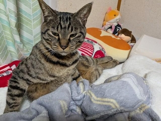 普段のポンタくん（きゃしゃ～んさん提供）