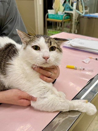 僕、腎臓が悪くなって入院だって