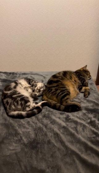 体格が違うので勝利には相当なトレーニングが必要