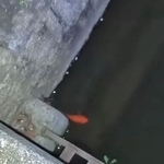 再び姿を現した