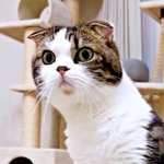 猫が1週間ぶりに帰宅したパパを忘却…“侵入者”認定に爆笑と同情「どんまい」「これは切ない」