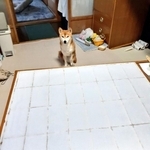 貼りたて障子の前に座る柴犬に緊張感「走り抜けそう！」…果たして、無事に張り替えられたのか？