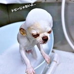 シャンプー中、別犬になった弟くん（画像提供：チワワのお姉ちゃんとお兄ちゃんと弟くん）