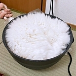 ご飯、炊けた！？ 白米に擬態するもけちゃん（画像提供：もけもけ@エキゾチックロングヘアさん）