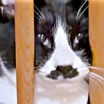 挟まれてる！？ おもしろ顔になったひげちゃん（画像提供：こけむすさん）