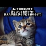 3メートル下の隙間に落ちてしまった子猫（佐々木 幸一さん提供、Instagramよりキャプチャ撮影）