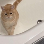 神妙なお顔でバスタブの中で座りこむ子猫さん（画像提供：ぷくりさん）