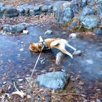 かたく凍った池の上、ゴロスリが止まらないコテツくん（画像提供：なにゃーさん）