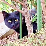 小説家志望の飼い主が夜の公園で出会った黒い子猫　カナヘビやカエルを食べて生き抜いた日々　保護する？どうする？半年の葛藤の末…
