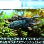 コバルトブルーが美しい「タイワンキンギョ」迎え入れてわずか3日で突然の産卵、手探りの人工孵化へ…120個の卵から稚魚が泳ぎ出すまで