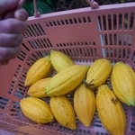 日本で国産カカオを栽培するくらげねこさん（くらげねこさん提供）