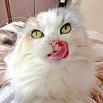 前足なめる→頭をなでる…順番のはずが！？ 猫さま、毛づくろい中に舌が先に出る“手順ミス”「癒やされる」「笑った」と3万人悶絶