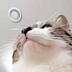 「猫に踏まれる視界」！ 貴重なアングルで撮影したチャイちゃんが話題に（画像提供：nekokawaii1214さん）