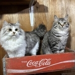 猫が部屋の中から鍵をかけてしまった！　閉じ込められた猫を救出→おかげで「猫には嫌われ者に」