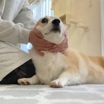 「犬がよいと言うまで犬をコネなくてはならない」我慢していた引退犬が、すっかり甘えん坊に