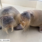 セイウチ「ポウ(左)、ツララ(右)」