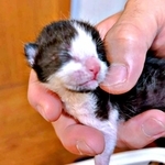 片手のひらにおさまるほど小さかったこはるちゃん（画像提供：T&A&Fさん）