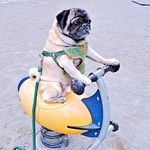 2026年初ライドを披露したシゲちゃん（画像提供：シゲパグさん）