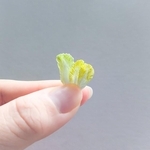 「刺繍糸で白菜を作りました」本物そっくり「拡大しても白菜にしか見えません」「鍋に入れたら美味しそう」