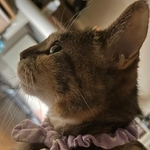 深夜に出会った右目のない猫をお迎え→ひどいうつ病だった私を救ってくれた“守護天使”に