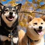 犬を店の近くにつなぐのはアリ？子育て世代は「条件付きでOK」が多数派