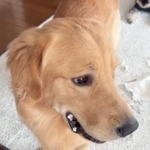 リビングで犬がやらかし、大惨事！　明日テストなのに…中学生娘は先生に報告、大爆笑