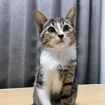 起きてるときは、きゅるるん美猫→でも寝顔は！？「キュルン↔︎グヘー」「女優気質か」ギャップに驚き