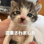 山奥に遺棄された子猫（「さくらねこDays」さん提供、Instagramよりキャプチャ撮影）