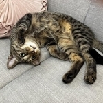 双極性障害で故郷にUターン…生き方に悩んでいた中で出会った保護猫 「守るものがいたから、強くいられた」飼い主が“第二の人生”を歩み始めるまで