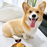 トイレ後の合言葉「おけちゅぶりぶり！」のポーズが可愛すぎ　健気な犬さんの“神対応”に2万人が悶絶「賢いね！」