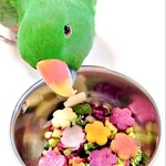 ご飯を型抜きしたら…「何これ？」インコの笑える“困惑顔”「めっちゃ困ってる」「鳥類の上目遣い、初めて見た」