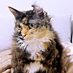 熱心にお手入れしたらーー片耳がめくれたエカちゃん（画像提供：sakosakoさん）