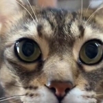 「交通事故で死んだ猫に似ているから、この子がほしい」と、マルくんの里親希望の連絡をしてきたという（「にゃんたまチャンネル」さん提供、Xよりキャプチャ撮影）