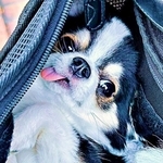 「かわいすぎて反則」バッグを覗くと…犬の衝撃ポーズに30万人悶絶！ 夢見た愛犬との生活、1年経った今の思いとは